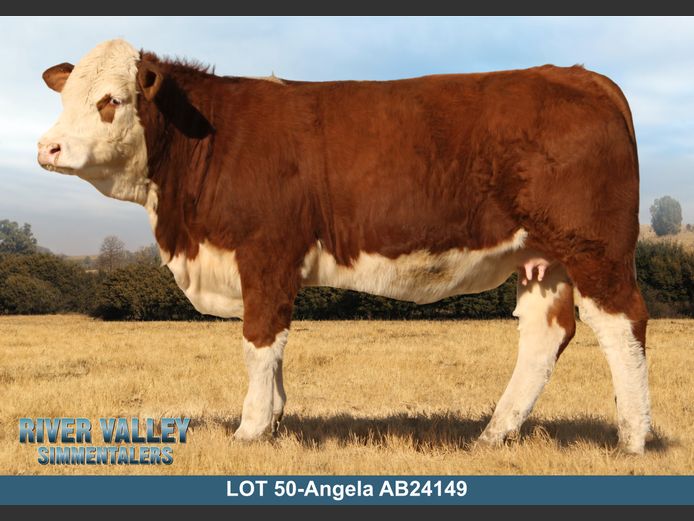 AB24149 | PA ABRAHAMSE