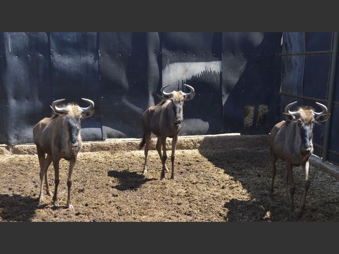 BLUE WILDEBEEST | BUFLAND