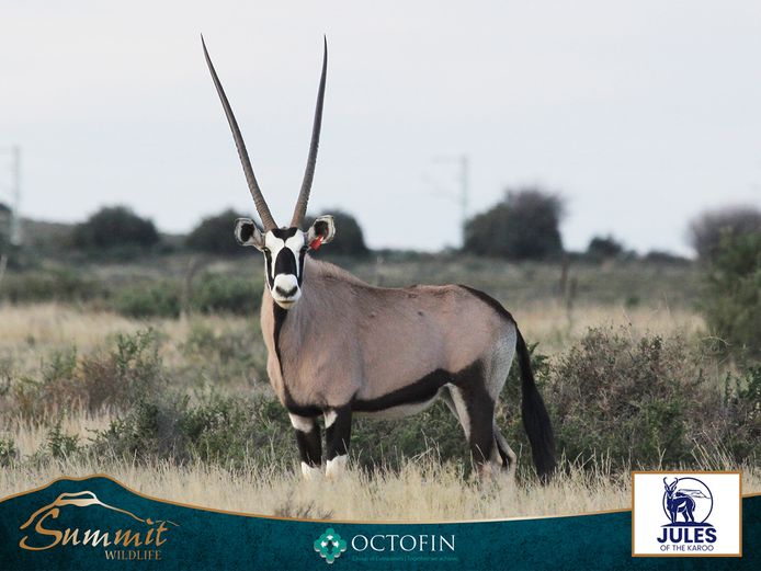 44 5/8" ORYX COW RUNNING WITH 46" BULL