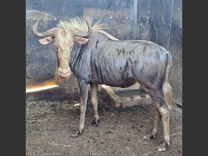 KINGS WILDEBEEST | SABLE HILL SAFASRIS