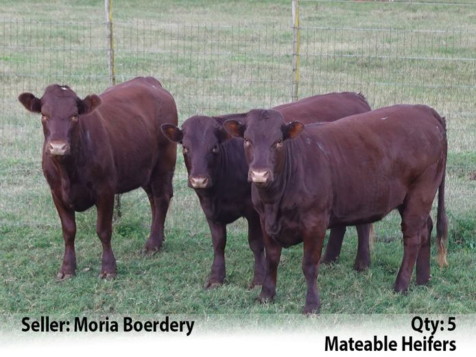 Commercial Animals | Moria Boerdery