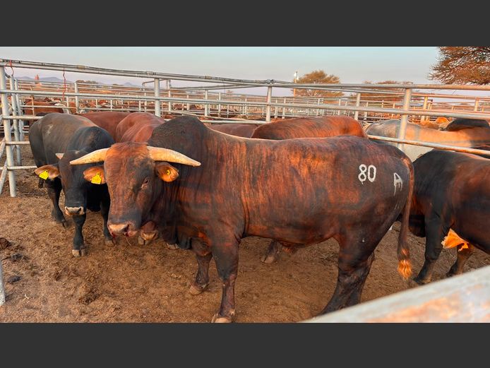 AGRA OTJIWARONGO WEANER AUCTION