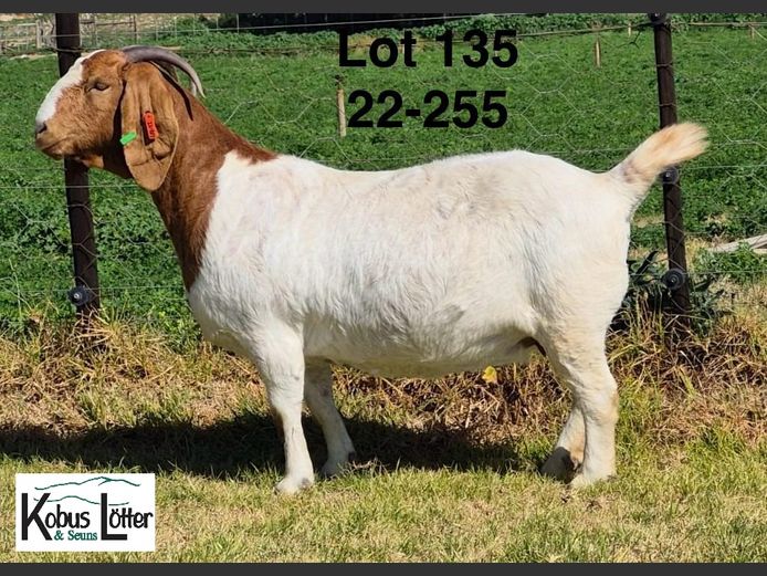 1384220255 | DIRK LOTTER