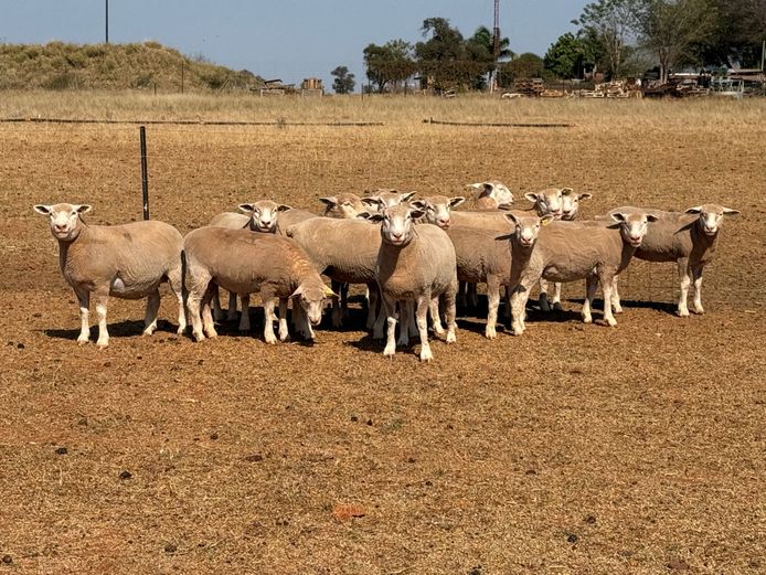 Commercial Animals | DOSOOIS LANDBOUDIENSTE