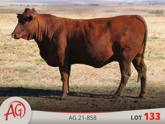 AG210858 | ARTHUR DE VILLIERS & SEUN