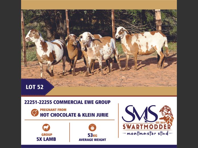 COMMERCIAL EWE GROUP | SWARTMODDER MEATMASTER STUD