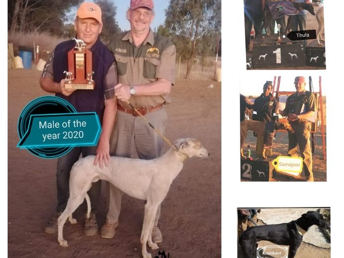Greyhound Cross & Puppy Auction 🦴