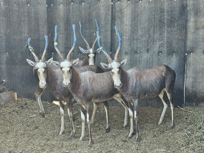 SILVER BLESBOK | HELICON