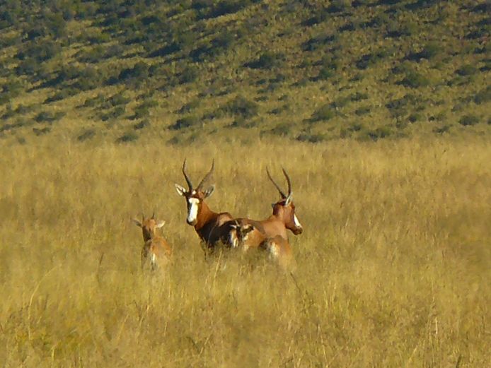 Blesbok | Rikus Stander