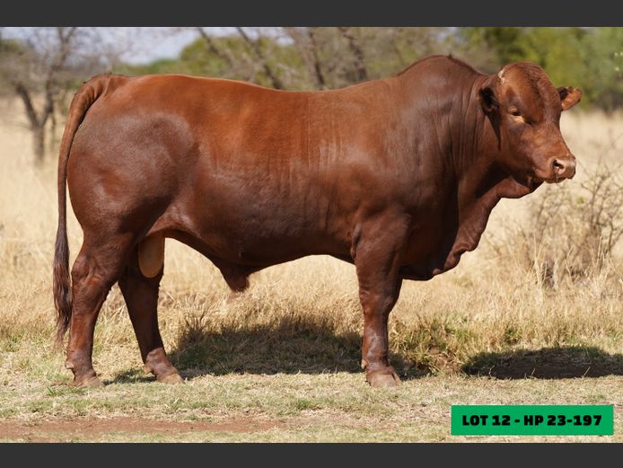 HP230197 | LEONLIZA BONSMARAS