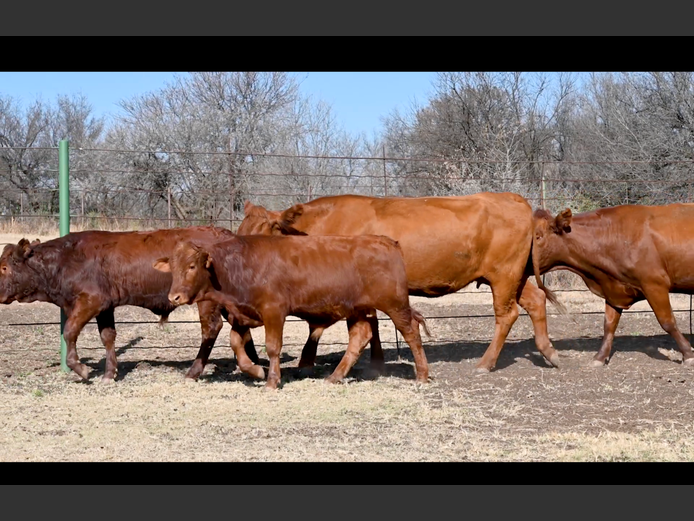 Commercial Animals | ALLEM BROTHERS