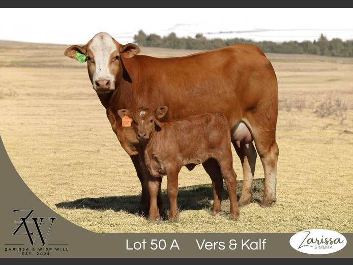 VNW232060AA | ZARISSA