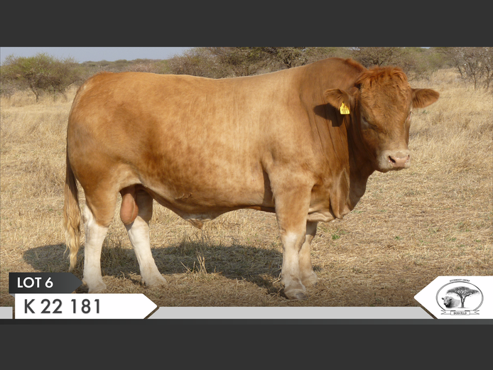 K 220181 | KOPERKOP HUGENOOT STOET