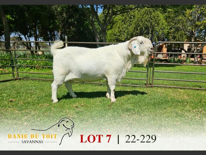 22-229 | Danie du Toit