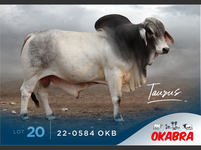 22-0584 OKB | OKABRA BRAHMANS