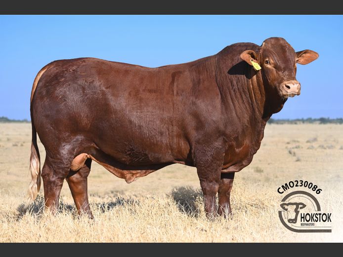 CMO230086 | WILDEHONDEPAN TRUST