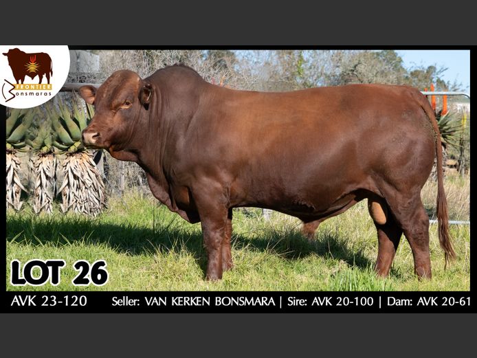AVK 230120 | VAN KERKEN BONSMARA