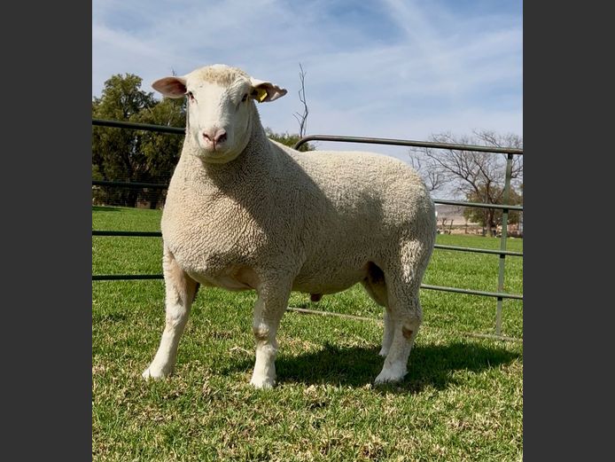 DH 240102 | HEYMAN DORMERS