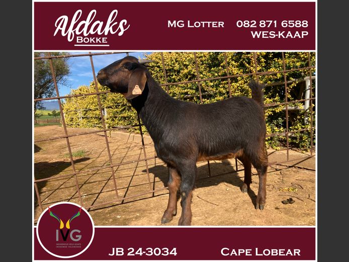 JB 24 - 3034 | Afdaks Bokke, Mg Lotter -SA Goat Genetics