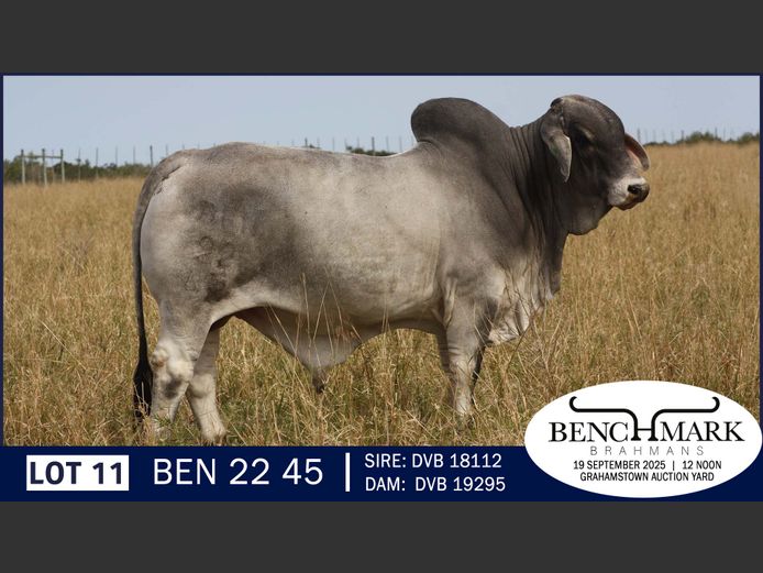 BEN2245 | NO 8 CATTLE COMPANY