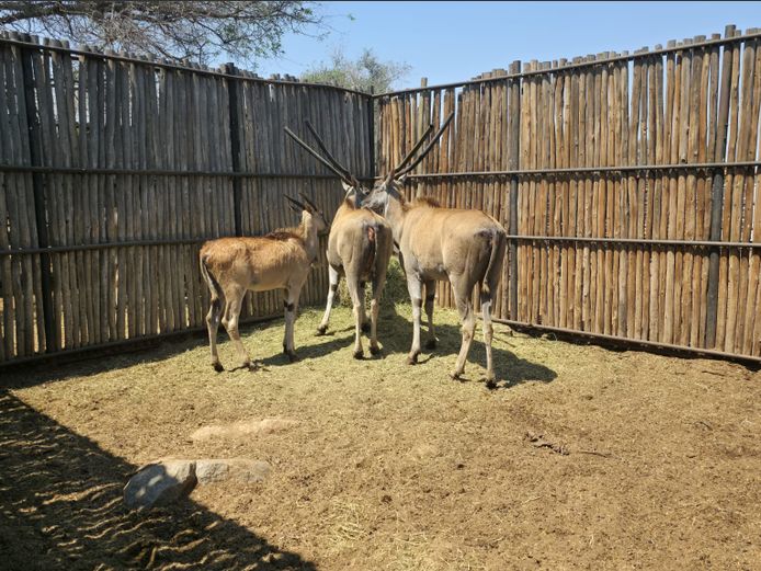 ELAND | HANNES MAREE