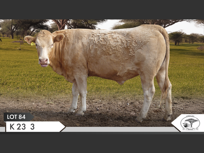 K 230003 | KOPERKOP HUGENOOT STOET