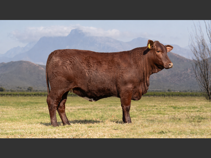 BR240025HH | P.J. NIEMAND