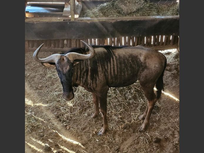 BLUE WILDEBEEST | DAGBREEK