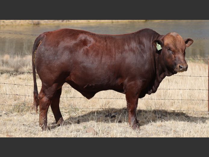 HBH 230050 | CLARK CATTLE COMPANY PTY LTD