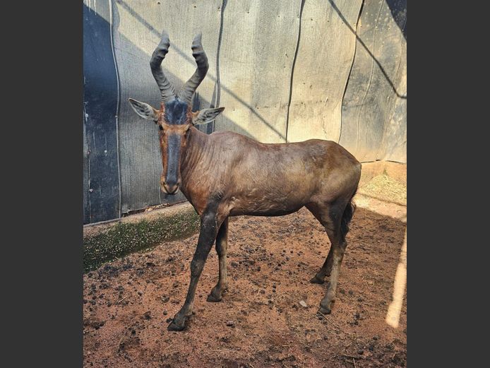 REDHARTEBEEST | HELICON