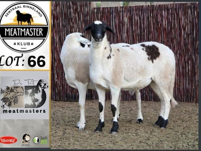 Ooie | Du Toit Meatmasters