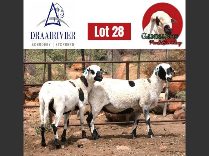 NS24-017 | Draairivier Boerdery