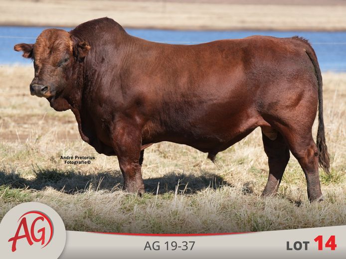 AG190037 HH(c) | ARTHUR DE VILLIERS & SEUN