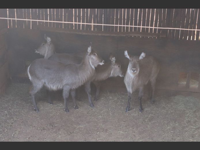 Waterbokke