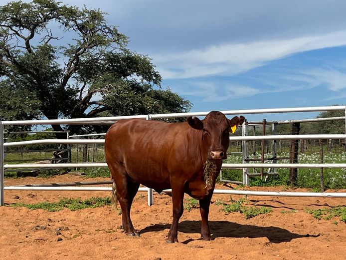 Commercial Animals | Towton Bonsmaras