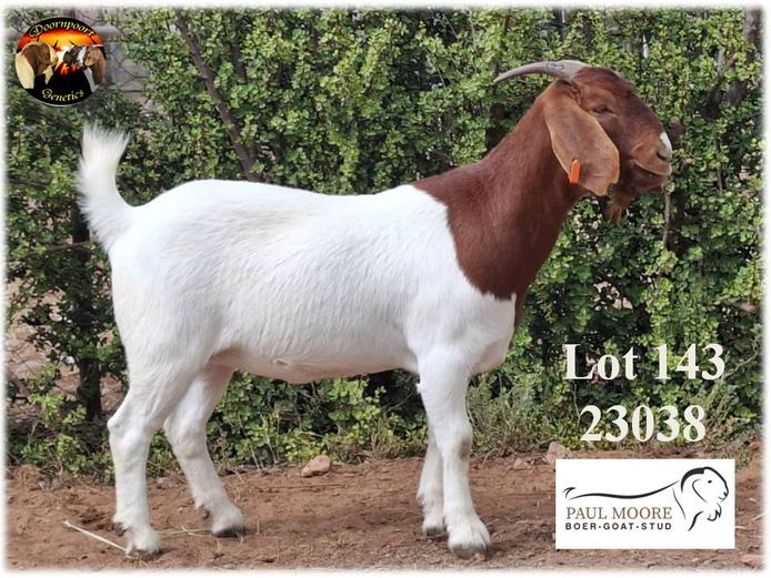 Lot 143 | DOORNPOORT GENETICS AUCTION | SwiftVEE | South Africa’s ...