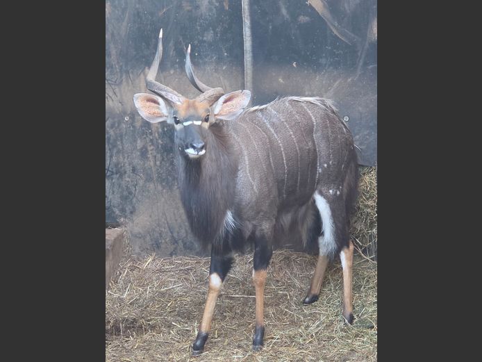 NYALA | VALLEY VIEW