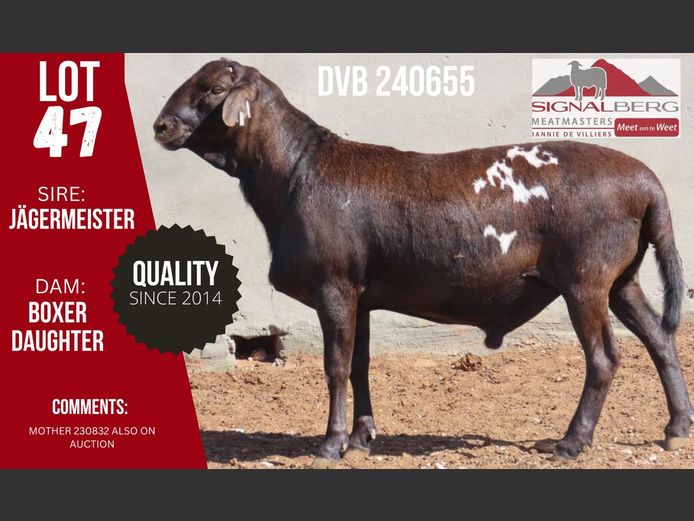 DVB 240655 | SIGNALBERG MEATMASTERS