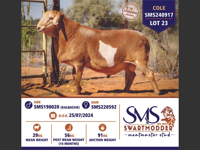 SMS240917 | SWARTMODDER MEATMASTER STUD