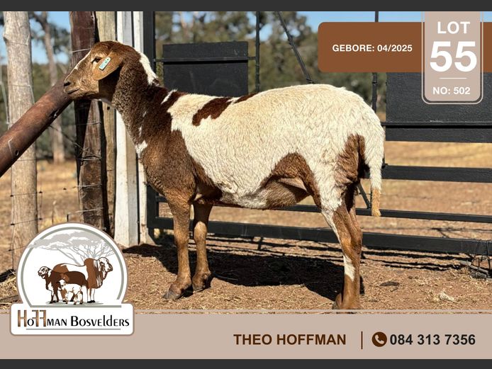 502 | HOFFMAN BOSVELDERS