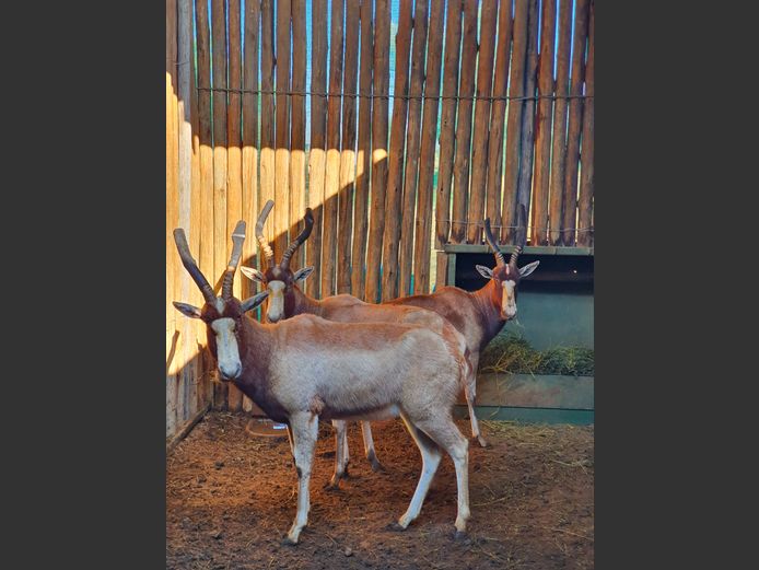 Blesbok Geel | Amanzi 