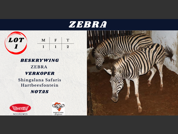 ZEBRA