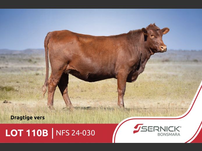 NFS 240030 | SERNICK BONSMARA STOET