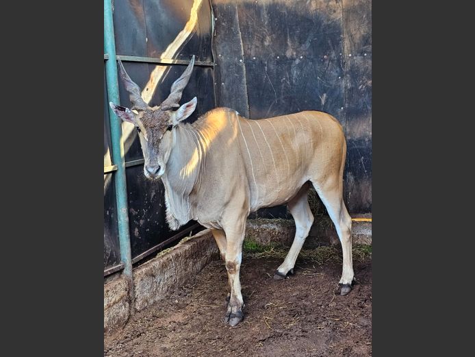 ELAND (LIVINGSTONE) | MOUNT STUART BOERDERY