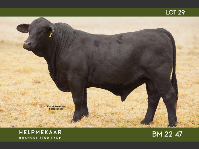 BM2247 | CAMPHER, DR. EJ