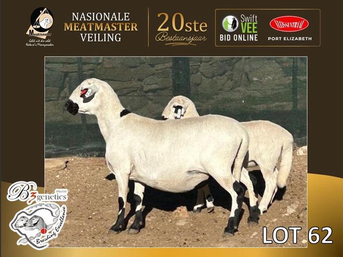BBB 1930 | B 3 Genetics