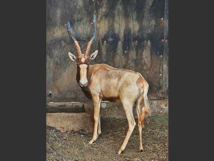 YELLOW BLESBUCK 18” | BIG HORN
