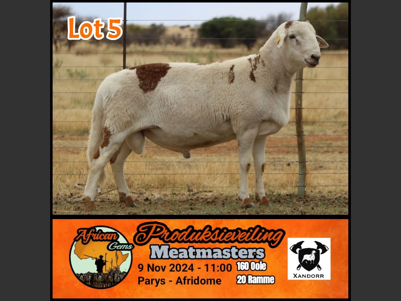 Lot 5 | AFRICAN GEM MEATMASTER PRODUKSIEVEILING | SwiftVEE | Livestock ...