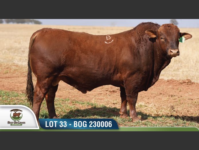 BOG 230006 | BEEF ON GRASS