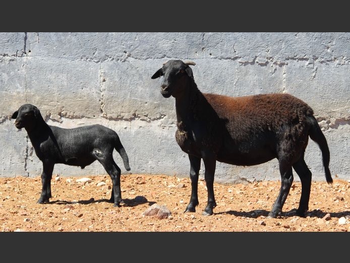 CRL 24.483 | Riaan Liebenberg - Hanri Meatmasters